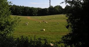 A 29-year-old Woman From London  Was Arrested On Suspicion Of Assault After A Woman Was Attacked With A Bottle