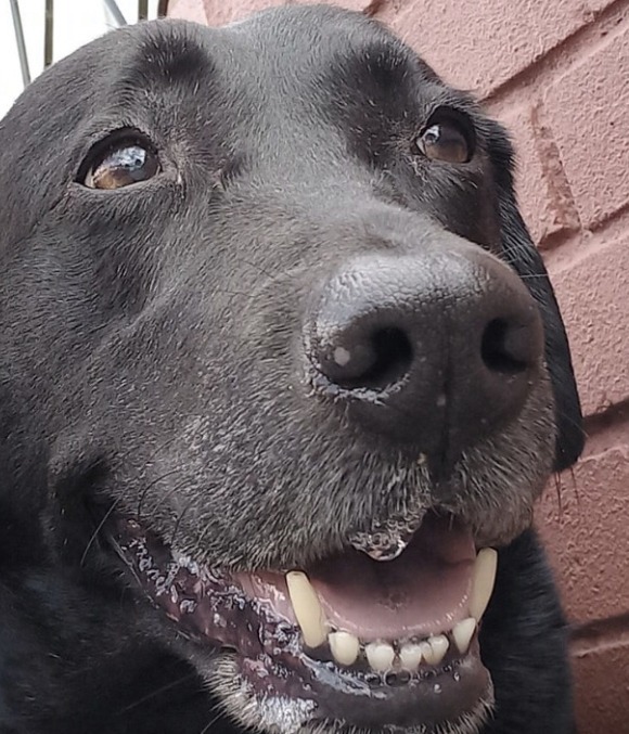 Probe Launched After Sainsbury’s Dog Snatch