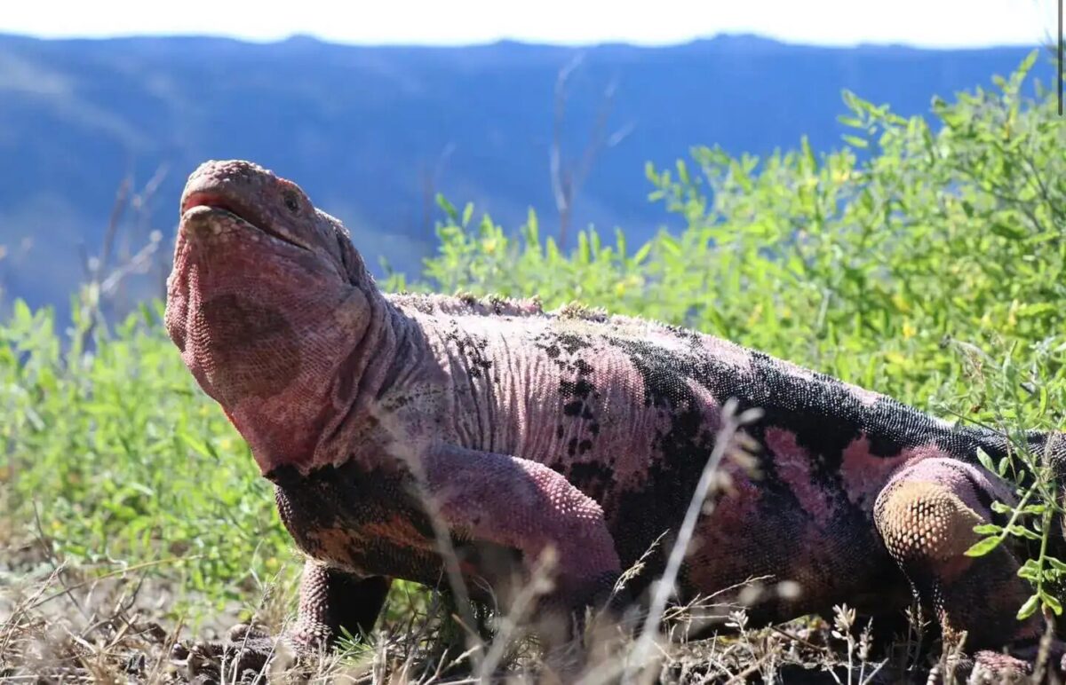 A volcano has erupted on an island in the Galapagos that is home to a critically endangered iguana, the Galapagos National Park announced on Friday