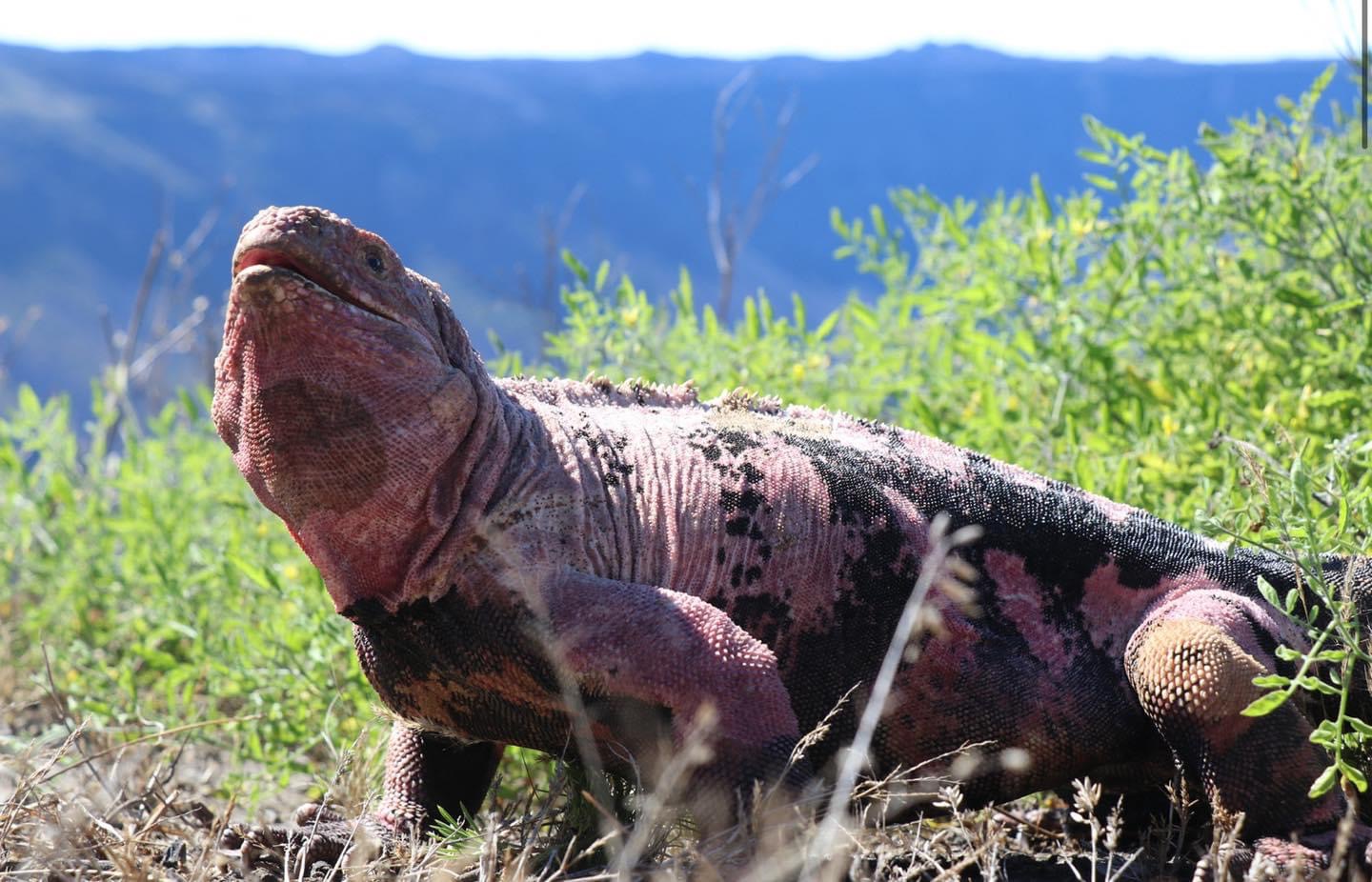 A Volcano Has Erupted On An Island In The Galapagos That Is Home To A Critically Endangered Iguana, The Galapagos National Park Announced On Friday
