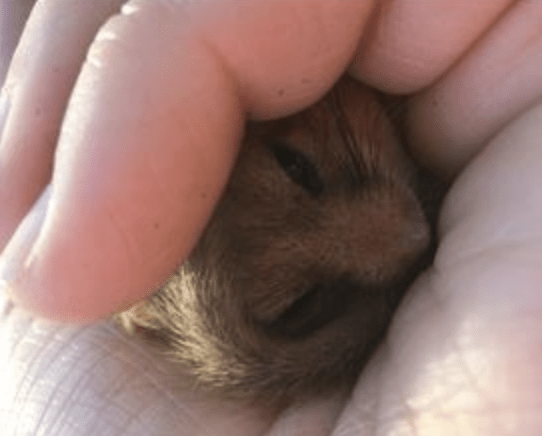 A luxury housing developer has been ordered to pay more than £100,000 for destroying land that housed rare Hazel Dormice, in a first of i…