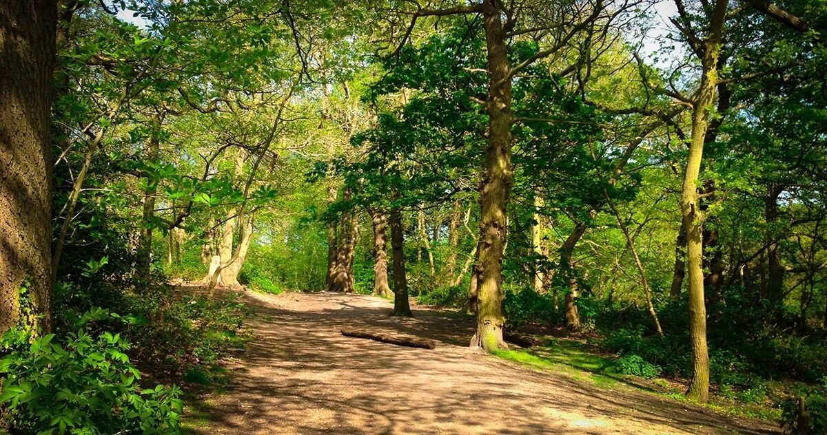 A Man In His Twenties Was Discovered Dead In Oxleas Wood