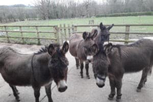 Donkeys Enjoy Extra Visitors At Specially Constructed Stables