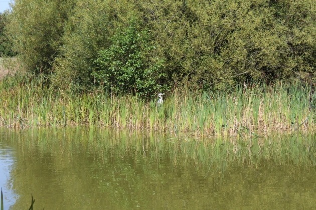 Police Are Appealing For Witnesses To An Incident Which Took Place At Dowd’s Farm Park, Off Wellstead Way, Hedge End