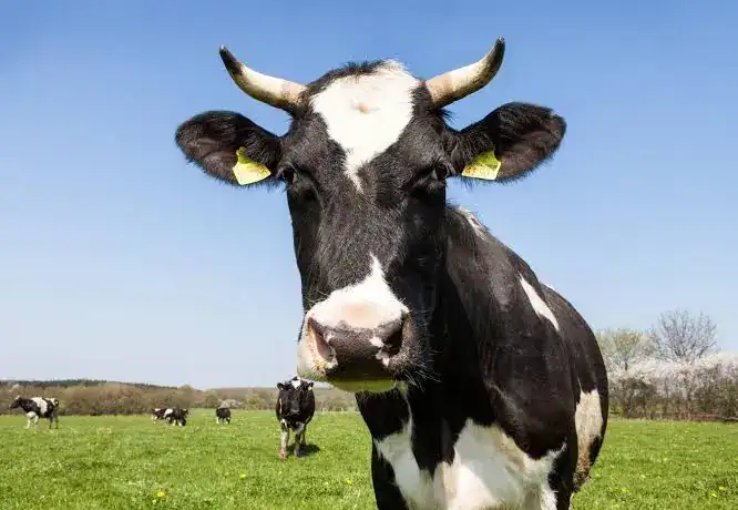 A woman has been trampled to death by cows in Sussex, police have said