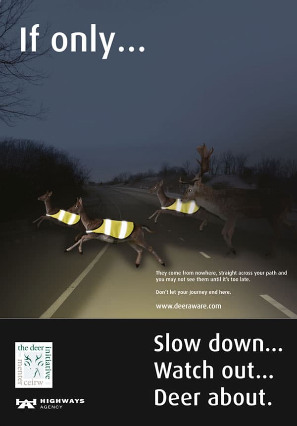 East Sussex County Council Renew Calls For Drivers To "be Deer Aware"