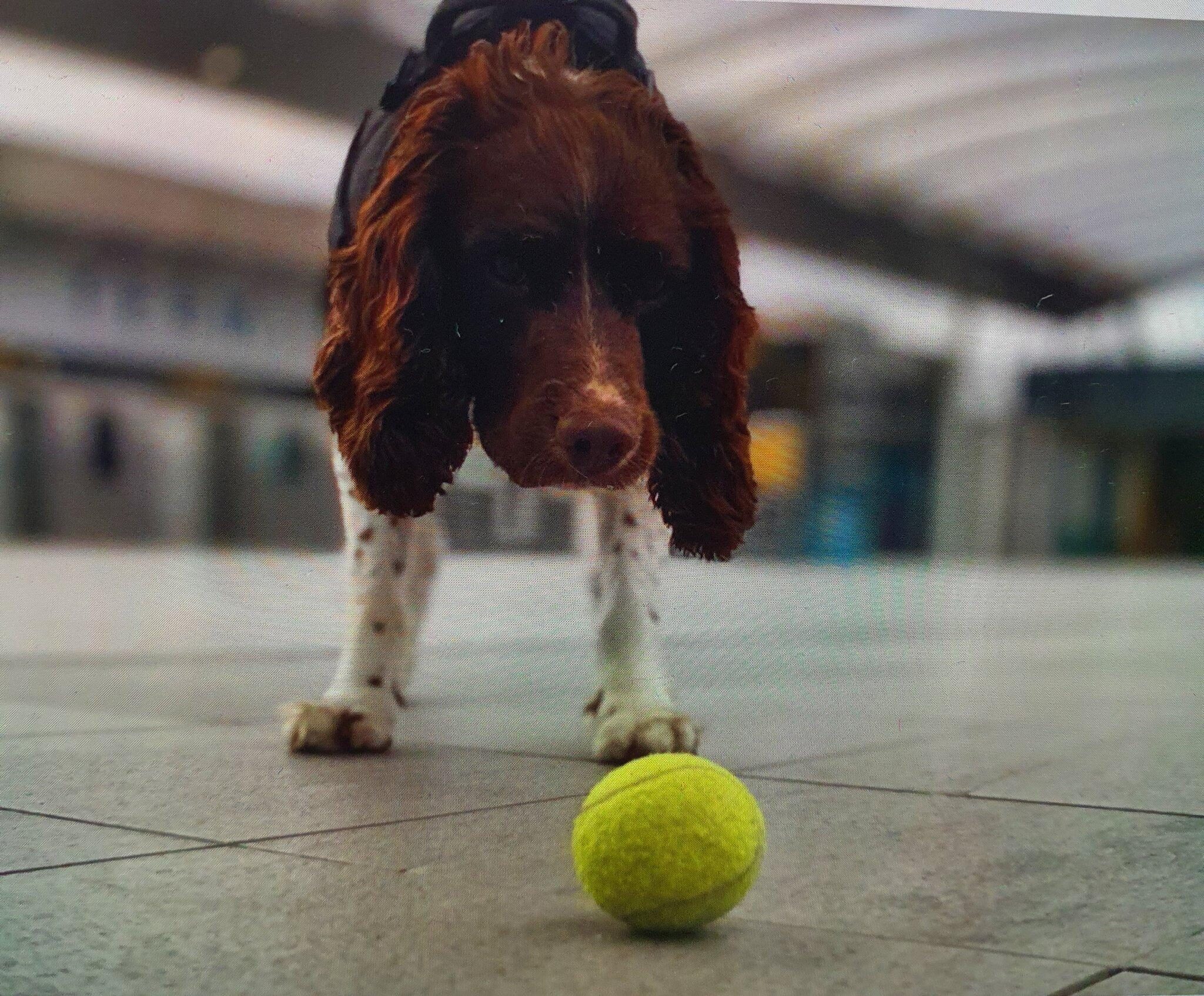 Gatwick Police Appeal... For Tennis Balls For Police Dogs