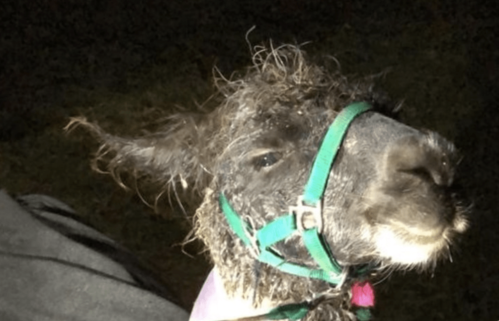A Llama That Fell Into An Underground Reservoir After Escaping From Its Enclosure After Dark Had To Be Lifted To Safety By West Sussex Fire & Rescue Service