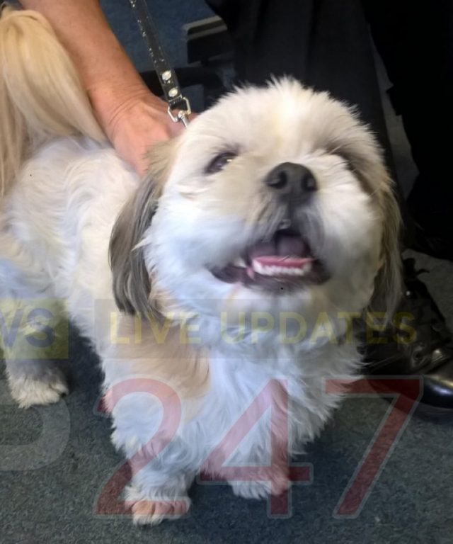 Police Appeal After Fluffy Pooch Found Outside Station