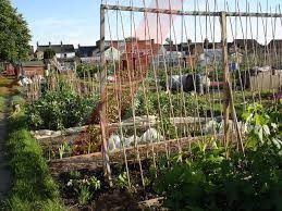 Yobs Trash And Steal From Gosport Allotments