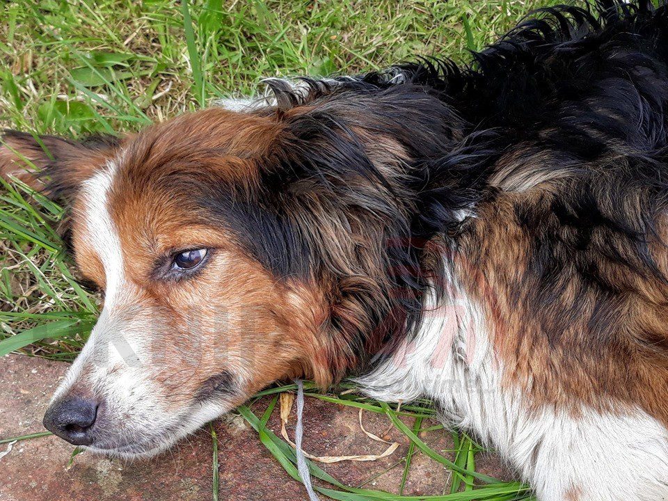 Appeal Launched After Seriously Ill Dog Found