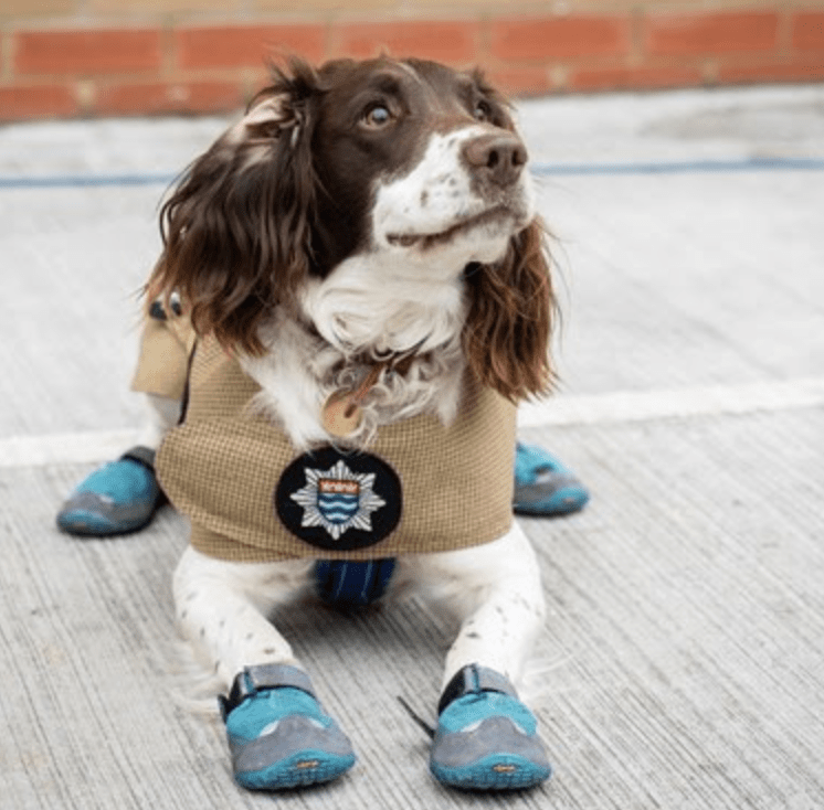 Fire Investigation Dog Simba Needs Your Votes To Scoop Prestigious Hero Dog Award