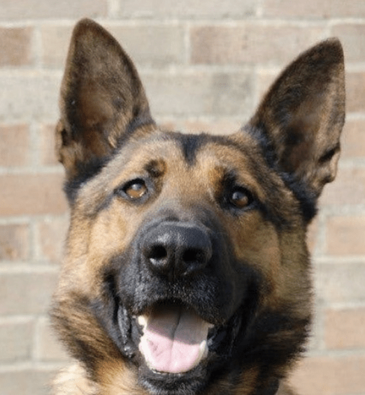 Serious  Collision After Walker Out  Trying To Keep Cool Hit By A Van In Farnham