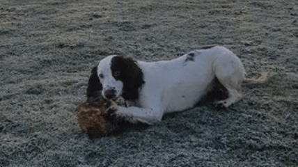 Police Dog Roxy Helps In Arrest Of Suspected Maidstone Drug Dealer