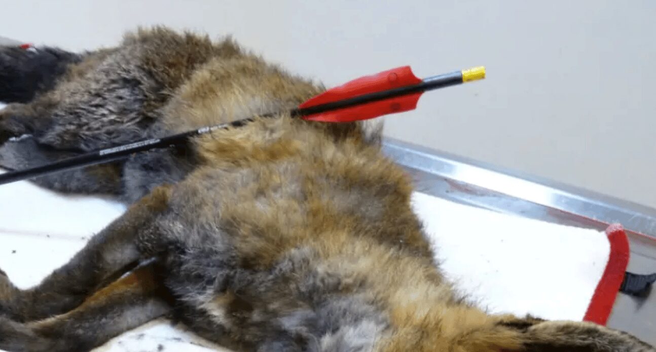 Officers From The Met’s Wildlife Crime Unit Are Appealing For Information After Three Foxes Were Shot With A Crossbow In Greenwich
