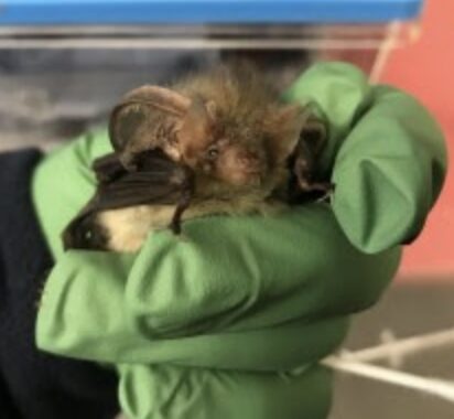 A Motorist Had A Surprise After Finding Five Brown Long-eared Bats In A Green Refuse Sack On The A48