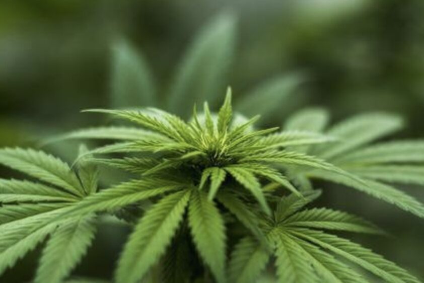 A Man Has Been Arrested After 28 Cannabis Plants Were Discovered At An Industrial Estate In Mere