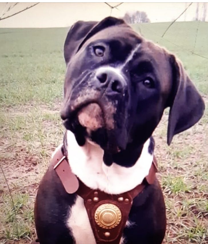 Police In Doncaster Are Appealing For Information On The Whereabouts Of Bella The Dog, Who Was Reported Stolen On Christmas Day