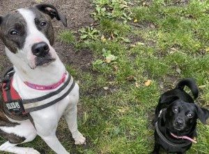 Rspca Will Continue To Rehome Rescue Animals On A Delivery Basis During The Ongoing Lockdowns In Both England And Wales.