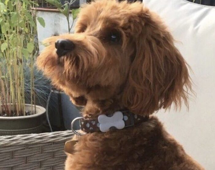 Vets Have Warned About The Dangers Of Discarded Face Masks After One Was Removed From A Dog's Stomach