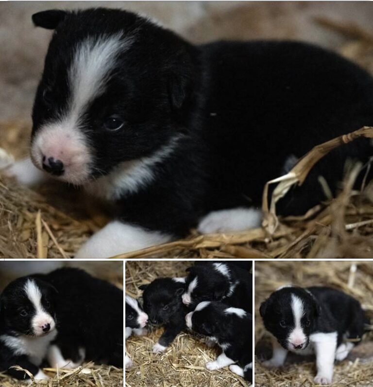 Police Are Appealing For Witnesses Or Information After Five Puppies Were Stolen From A Farm In Upper Swell