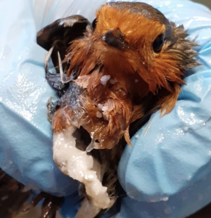 The Rspca Are Urging People Never To Buy Or Use Glue Traps After Two Robins Sadly Died After Getting Stuck To One