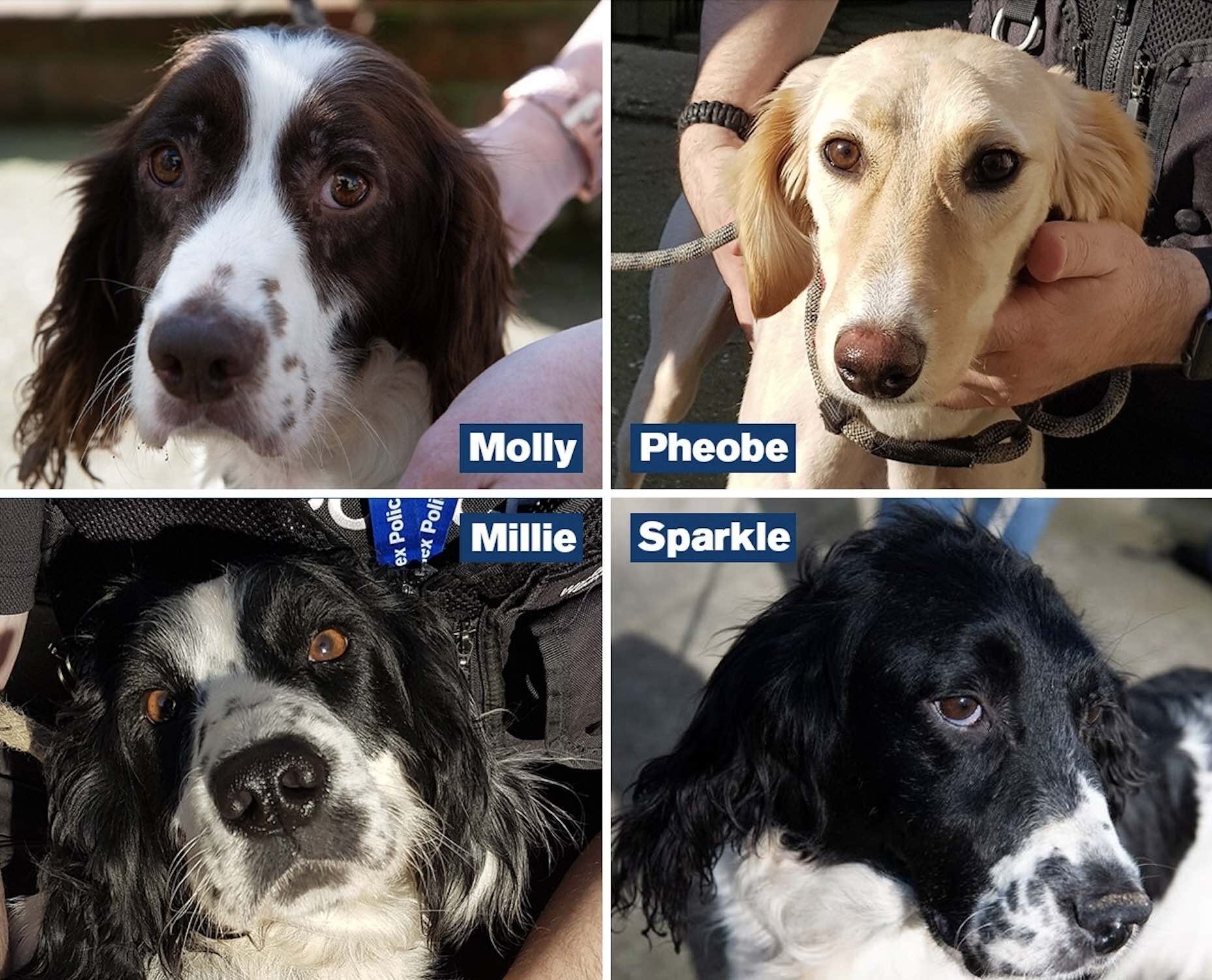 Police In Sussex Are Seeking The Lawful Owners Of A Number Of Suspected Stolen Dogs