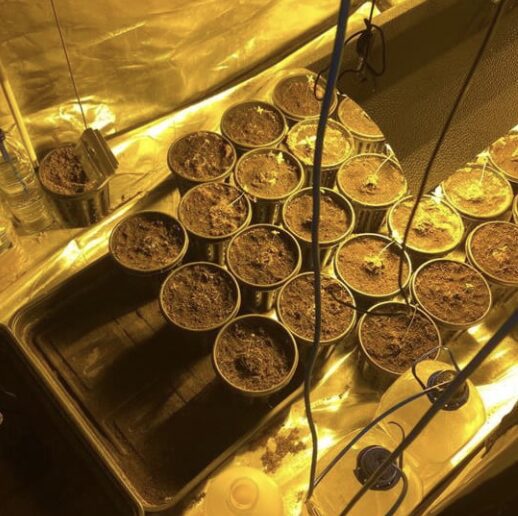 A Routine Vehicle Stop For Suspected Speeding Led To The Discovery Of A Cannabis Cultivation And The Jailing Of A Drug Dealer