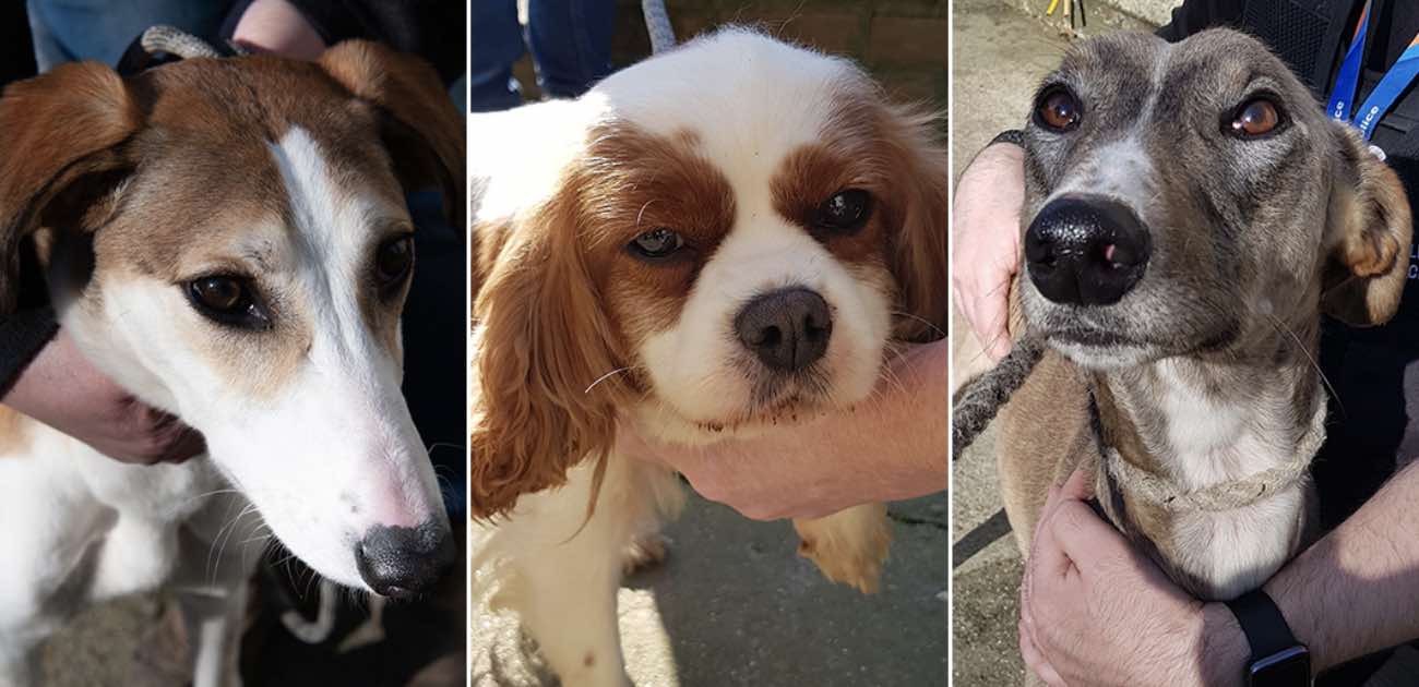 Do You Recognise Any Of These Dogs?
