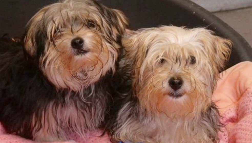 Police Found The Young Dogs In An "appalling State" After A Tip-off From A Member Of Public In Carlton, Nottinghamshire
