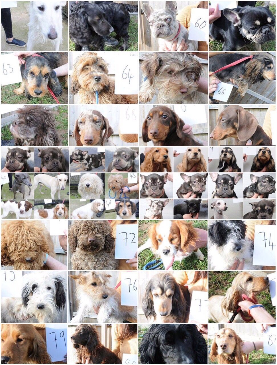 Police Have Issued Photos Of 48 Dogs Seized During A Raid Last Month In A Bid To Reunite Them With Their Owners