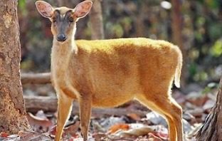 Police Are Appealing For Witnesses And Information After A Muntjac Deer Was Injured In Watford