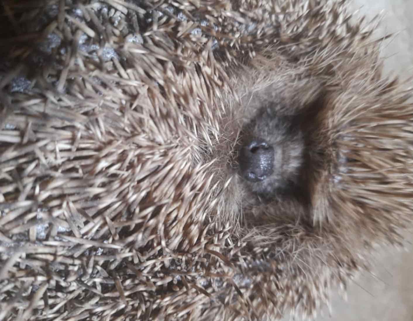 A Community Have Been Left Angered And Disgusted After A Number Of Hedgehogs Were Found Dead After Having Been Tortured And Killed At The Hiltingbury Sports Field In Chandlers Ford Overnight