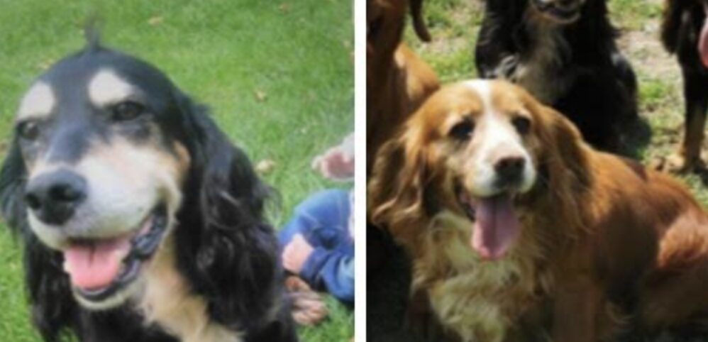 Investigators Are Appealing For Information After Two Dogs Were Reported Stolen During A Burglary Near Faversham