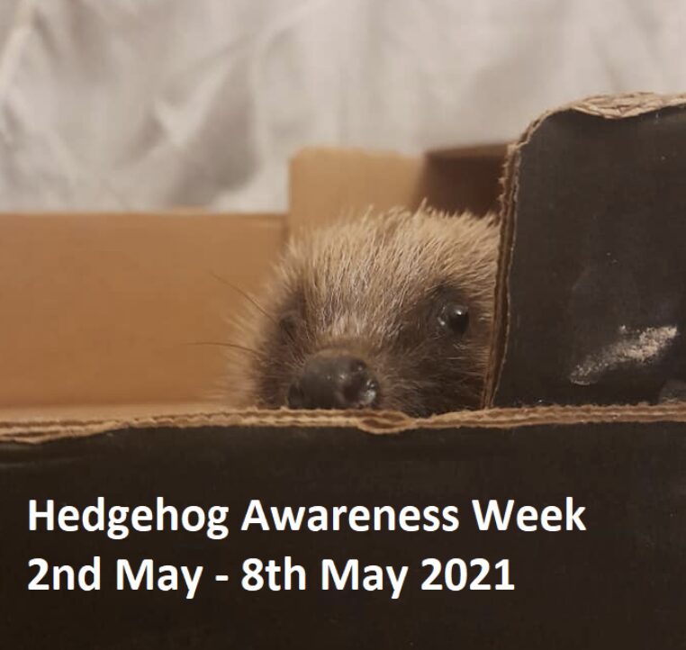 Hedgehog Awareness Week Has Today Begun In The Uk Aiming To Highlight The Problems Affecting Wild Hedgehogs In The Uk And Make People Aware Of The Ways That They Can Help Support These Cute But Vulnerable Animals.