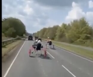 Hampshire Police Again For A Second Day Were Forced To Close The A33 Between Larkwhistle Farm Road And Woodmancott Junctions After Hundreds Of Travellers Descended On The Busy Stretch Of Road For Wacky Races And Big Bucks Bets