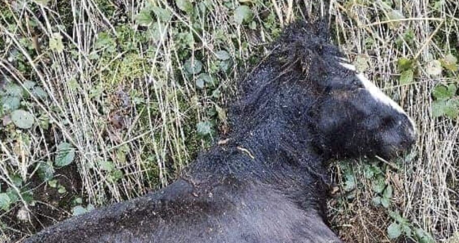 A Cruelty Probe Has Been Launched After Two Horses Were Found Dead In Micheldever