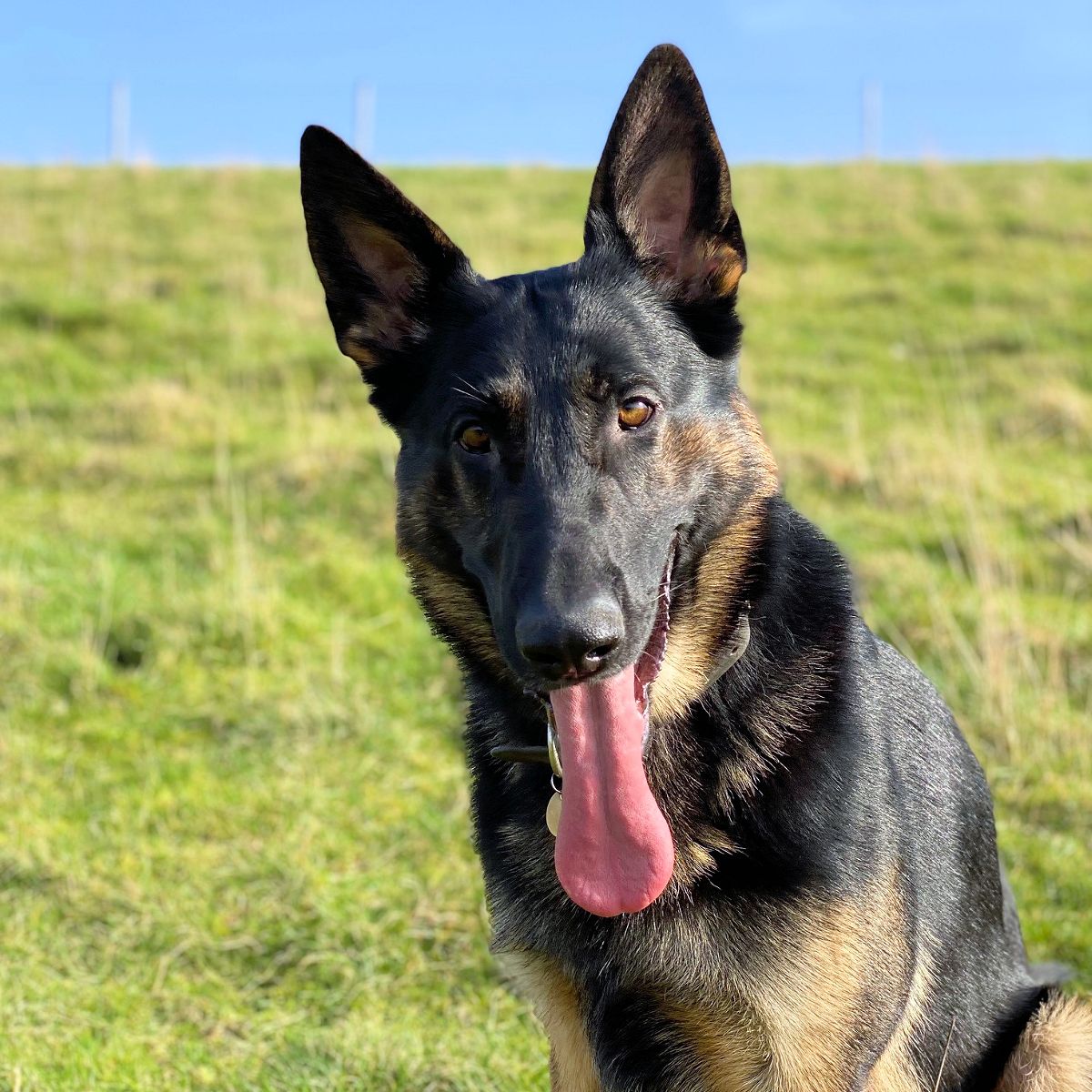 Police Dog Phantom Finds Suspected Criminal Hiding In Hedge