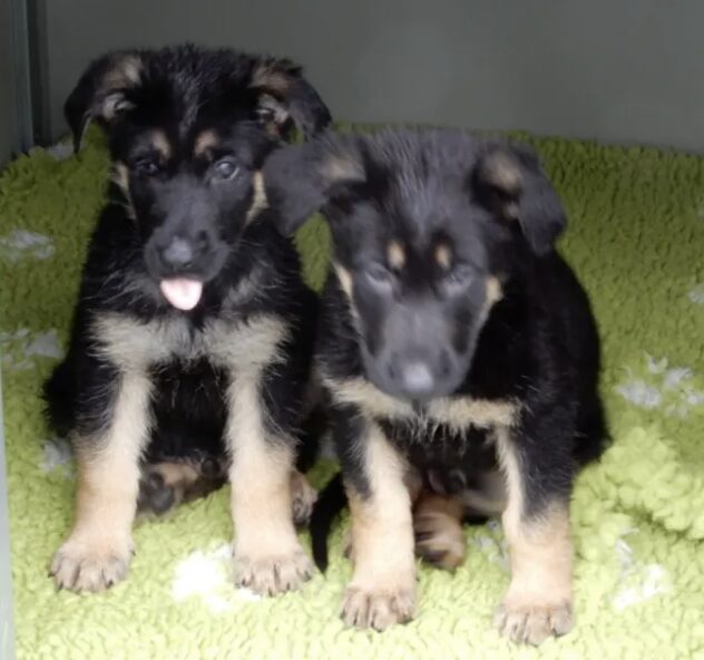 The Commissioner Cressida Dick Has Welcomed Seven New-born Puppies, Named The ‘ratana Litter’ In Memory Of Ps Matt Ratana Who Was Killed On Duty Last Year