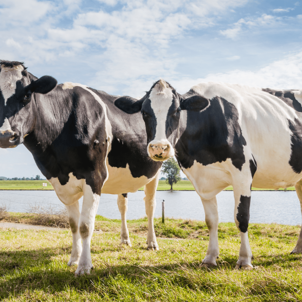 Two West Midlands Farmers Prosecuted For Animal Neglect Following Apha Investigation