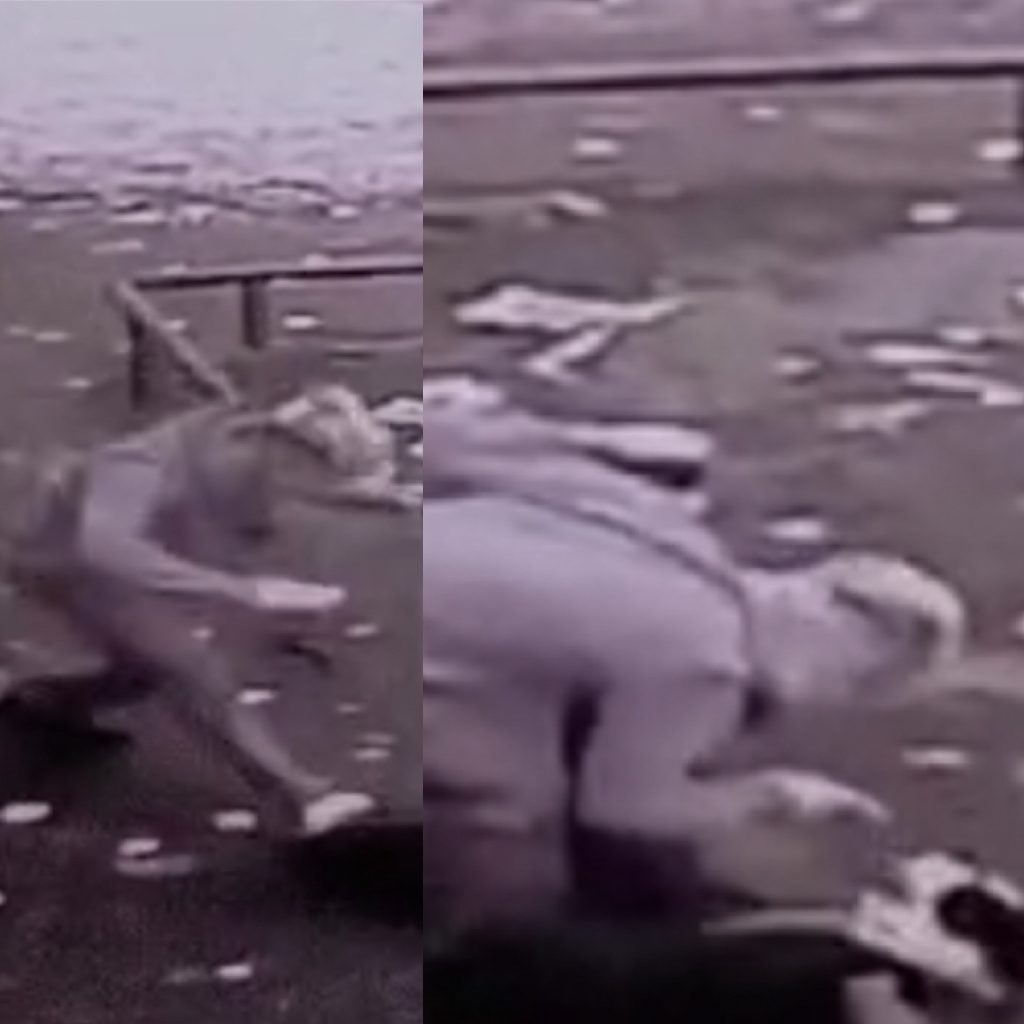 Appeal After Dog Attacked In Clydebank