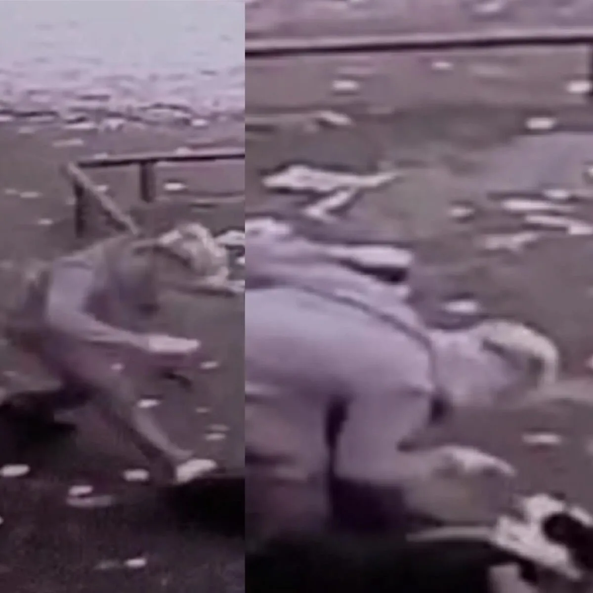 Appeal After Dog Attacked In Clydebank