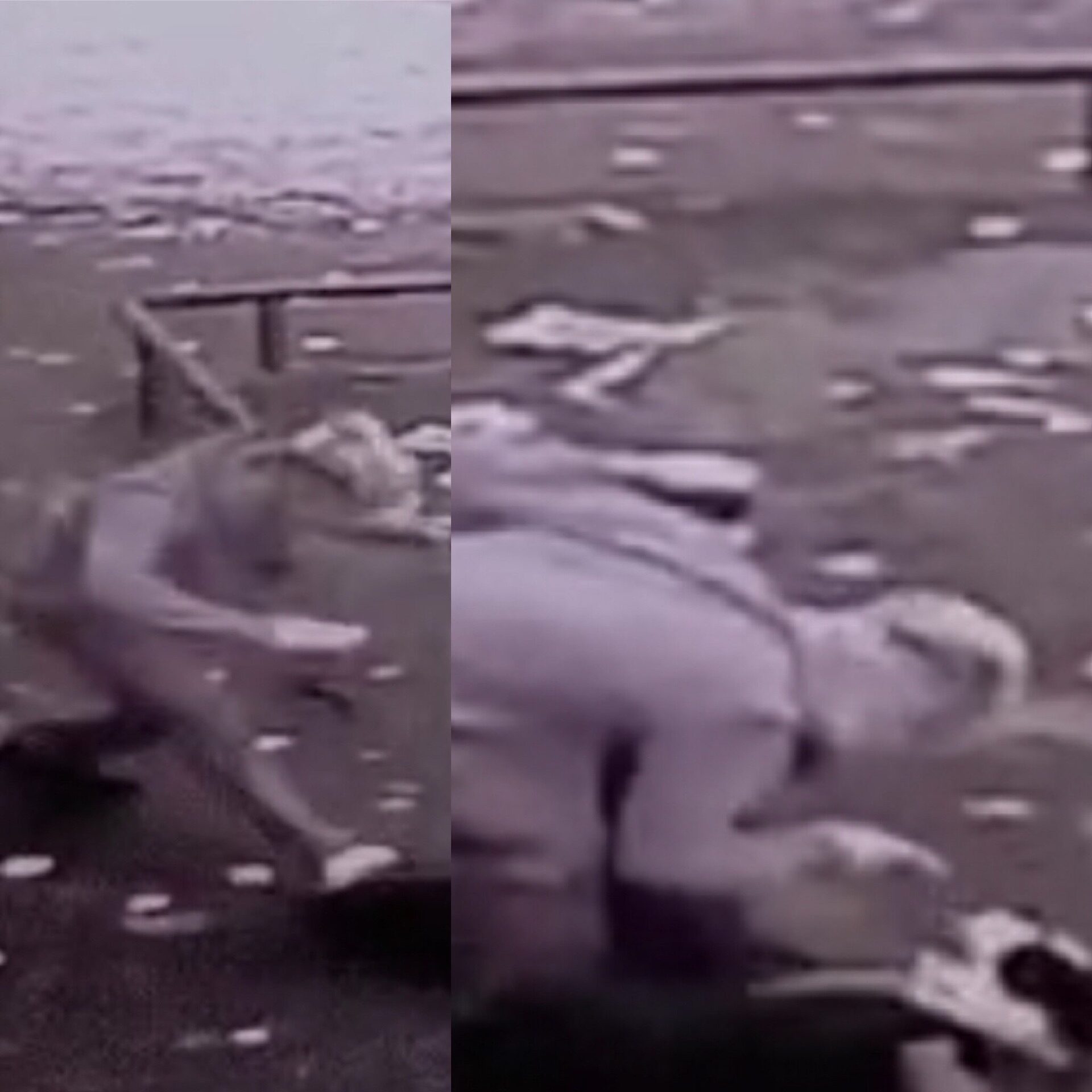 Appeal After Dog Attacked In Clydebank