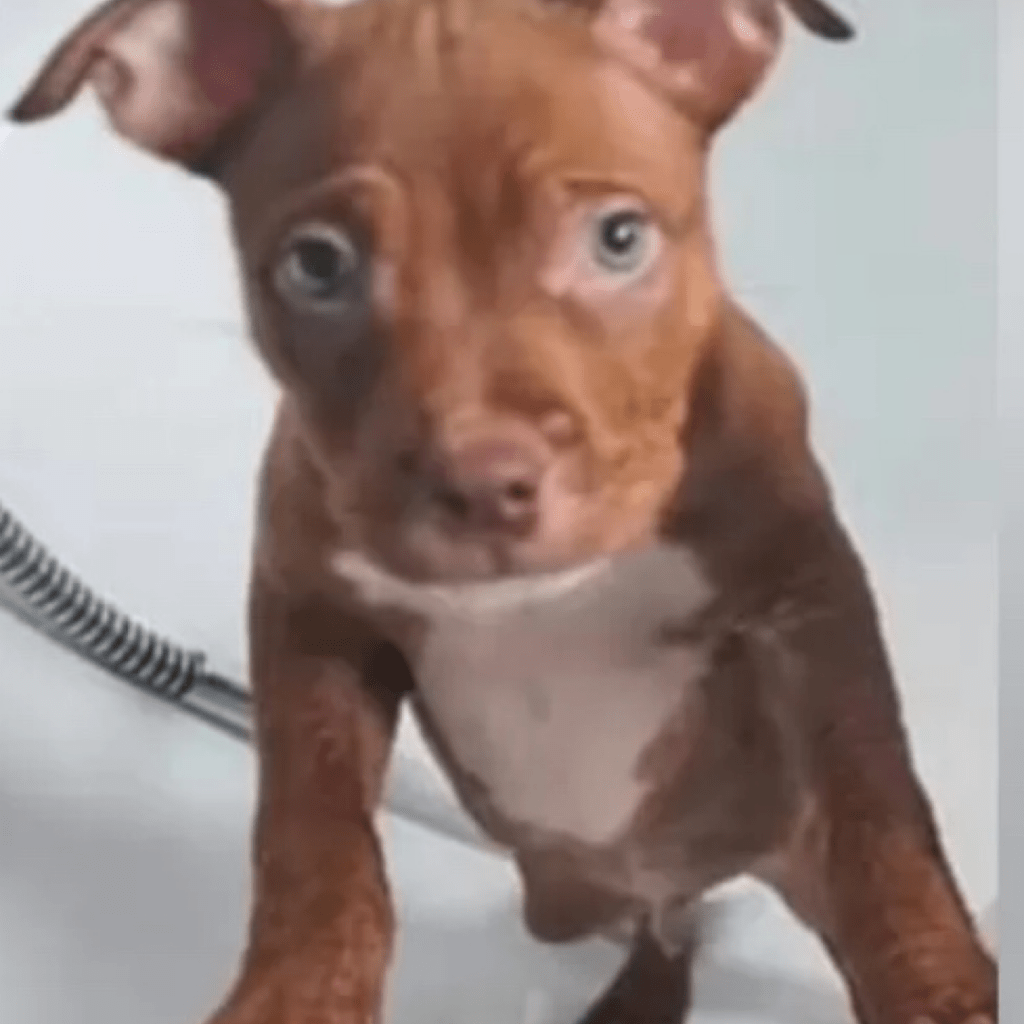 Man Receives Longest Prison Sentence Ever Under Animal Welfare Act For Torturing Puppy To Death