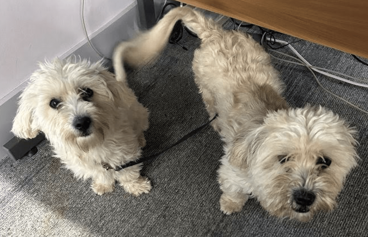 The Owner Of Two Unaccompanied Dogs Found Wandering On Their Leads Is Being Sought By Officers