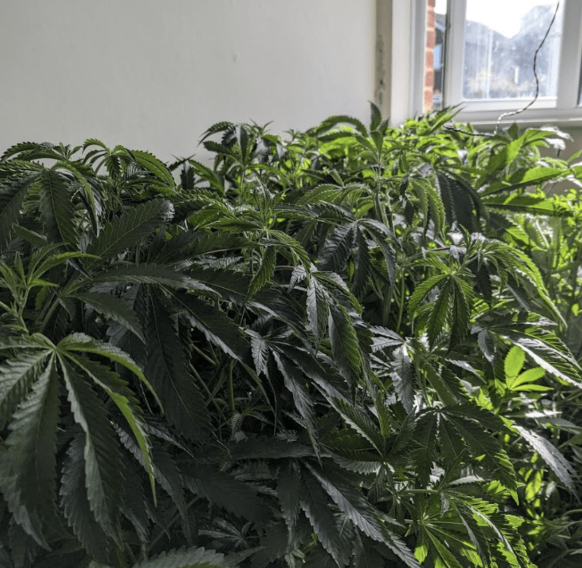 Two Arrests Have Been Made After Officers Uncovered A Drugs Cultivation In Ashford