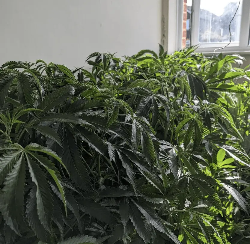 Two arrests have been made after officers uncovered a drugs cultivation in Ashford