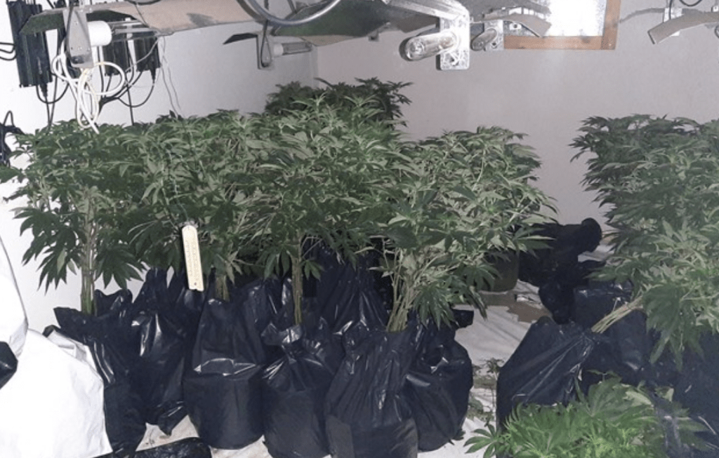 Wiltshire Police News 27 Oct 2023 Cannabis Factory Found Following Report By Member Of The Public