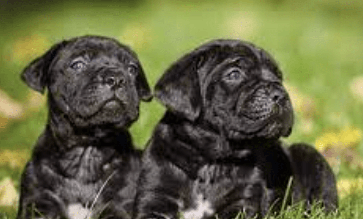 Public Assistance Sought In Identifying Owner Of Attacking Dogs In Rotherham Incident