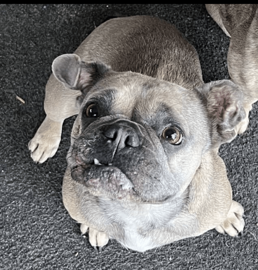 Brazen Dog-nappers Steal French Bulldog In Fair Oak Near Southampton